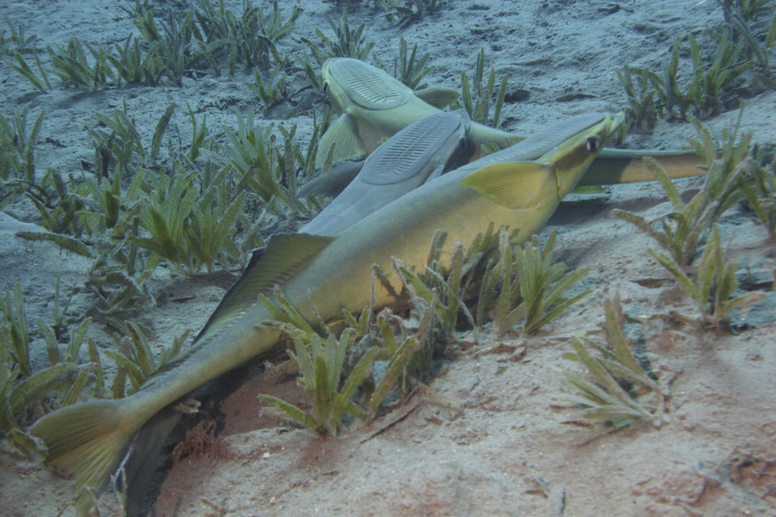 Fish, Remora